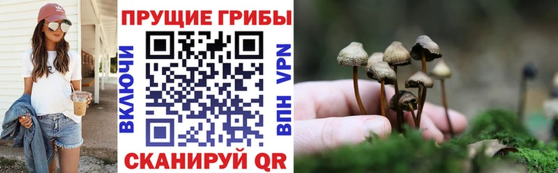 Псилоцибиновые грибы Psilocybine cubensis  Кондрово 